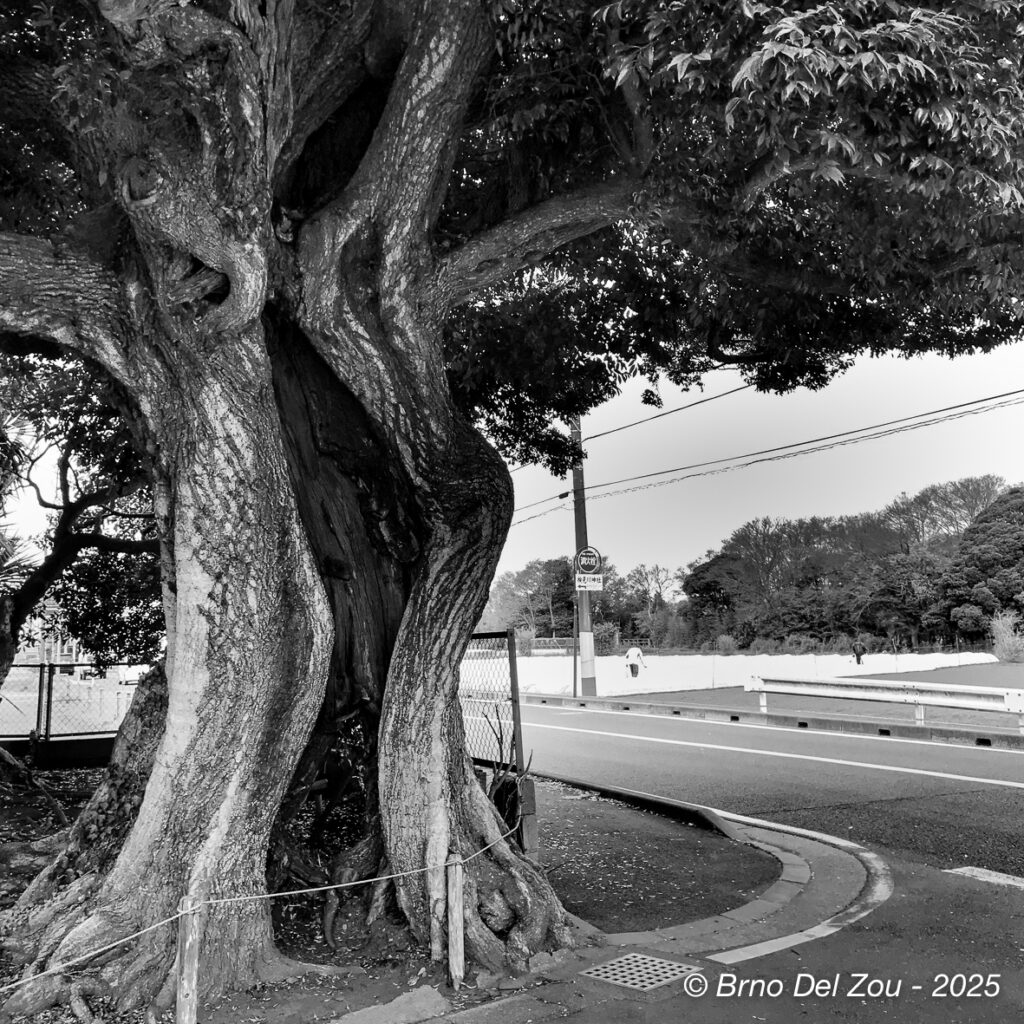 tokyo-Chiba-24-1024x1024